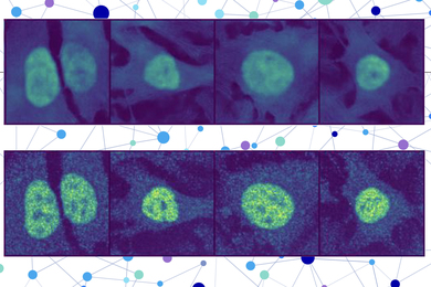 On top row is four blurry images of cells. On bottom row, the cells are much more distinct. 