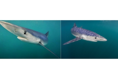 Side-by-side images of a blue shark underwater. One is an original photograph and the other was generated by AI, but it's hard to tell which one is real