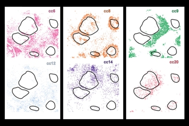Grid of 6 microscopic views of small cells around larger tumors. Each view highlights different cell subpopulations colored in a different color.