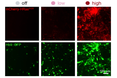 A grid shows “off, low, and high” levels, with colorful blobs of green or red-tinted neurons. More neurons are in the “high” level.