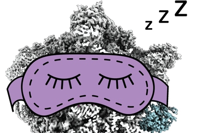A 3D structural image of a ribosome wearing a cartoon sleep mask