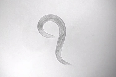 On a gray background, a translucent little worm curls in the shape of a question mark.