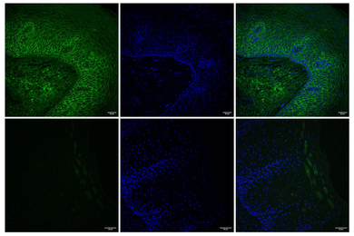 Two rows of immunofluorescence images showing human esophageal tissue