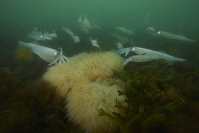 About 20 white longfin inshore squid approach a large mass of egg cases on the ocean floor.