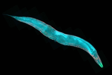 Fluorescent microsope image of a translucent worm. The worm appears teal over a black background.