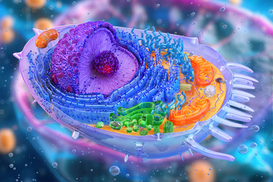 Detailed rendering of a human cell