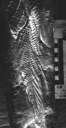 One of the fossils found in rock from the White Sea of Russia.