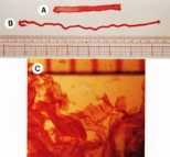Fabrication of various geometric shapes of sapeptide scaffolds. (A) The tape is approximately 8cm long, 0.5cm wide and 0.3mm thick. (B) The rope is about 2mm in diameter. (C) Membrane form.