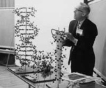 Professor Irwin Sizer in 1964, with one of the models he used to describe his biological research.