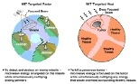 To detect and destroy an enemy missile, microwave energy is targeted on the missile while simultaneously nullifying enemy jammers (left). To kill a cancerous tumor (right), microwave energy is focused on the tumor while simultaneously nullifying any energy that would overheat surrounding healthy tissue.