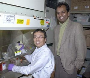 MIT Research Associate Dongfang Liu treats melanoma tumor cells with the sugar fragments he and colleagues report inhibit tumor growth. At right is Associate Professor Ram Sasisekharan, leader of the team. Both are in MIT's Division of Bioengineering and Environmental Health.