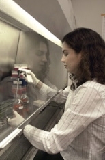 Elsa Flores, a postdoctoral associate, works with cell cultures under the        hood in Tyler Jacks' lab. Flores and Jacks recently identified genes        involved in cellular suicide that may be key in cancer research.