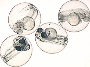 This image depicts a group of Zebrafish embryos at 2 days of age. The bottom (darker) pair are the wild type and the top two have mutations in a gene encoding a vacuolar-ATPase subunit, which causes the fish to have less pigment.