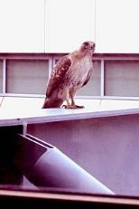 A red-tailed hawk perched outside Building E40 on the MIT campus.