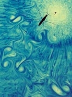 A water strider passes over a layer of water that has been dyed blue and lit from below, illuminating the stopping vortices shed during the deceleration phase of the strider's motion.