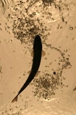 The view from below: a rainbow trout (Oncorhynchus mykiss) swimming in between vortices (revealed here with bubbles) shed by a cylinder placed in an experimental flow tank.