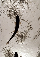 The view from below a rainbow trout (Oncorhynchus mykiss) swimming in between vortices (revealed here with bubbles) shed by a cylinder placed in an experimental flow tank.