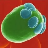 Saccharomyces cerevisiae (baker's yeast).