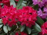 Rhododendrons in bloom are dressing up the campus for Friday's Commencement exercises.