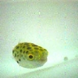 Puffer fish, or Tetraodon nigroviridis