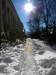 A well-trod footpath around Killian Court provides evidence that many ventured outdoors the day after the Jan. 22-23 blizzard.