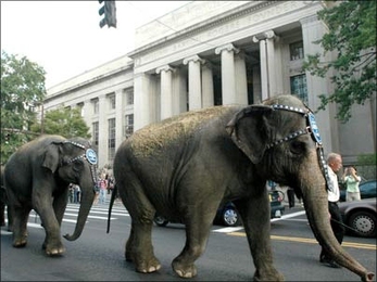 A troupe of elephants march to work past the main entrance to MIT on Massachusetts Ave. The Asian elephants were en route to their gig at  TD Banknorth Garden in Boston, where they will perform in the Ringling Brothers and Barnum &amp; Bailey Circus Oct. 7-16.