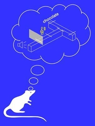 MIT researchers used laboratory rats in a maze to study what happens when the brain forms a habit. Rats learned to associate the location of a sound, at left in diagram, with the location of a food reward. The researchers then changed the environment by removing the reward, in effect breaking the habit. When the reward was restored, however, the neural pathways created by the habit immediately ref...