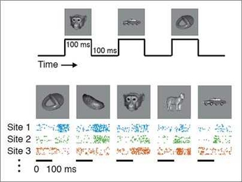 Neurons in a purely visual brain region called the inferotemporal (IT) cortex respond selectively to different images. As pictures were randomly presented to the monkey during specific intervals (top), neurons at different sites in IT produce distinct patterns of activity to each picture (bottom). For example, neurons at site 1 favor the toy and the yam, while neurons at site 3 prefer the monkey f...