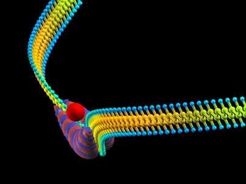 Here, a soliton (blob with red and blue stripes) moves along a conducting polymer chain (aqua and yellow for hydrogen and carbon). The soliton blob causes a localized bend in the chain. The traditional way to make polymer actuate is to dope the material with an ion such as sodium, represented by the red dot.