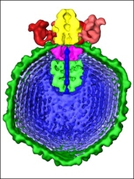 Structure of epilson15 bacteriophage, a virus that infects Salmonella. One end of the DNA genome (blue) is poised for injection into a host cell.