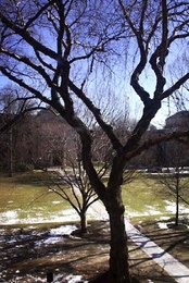 The great American elm in Killian Court survived Dutch elm disease, but has died and will be removed in late March.