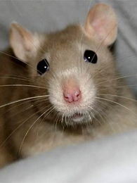 A rat's whiskers help the animal create a topographic map of its surroundings in its brain, MIT researchers report.