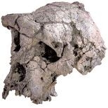 A new study raises questions about the evolutionary interpretations that stem from this famous ToumaÃ¯ fossil.