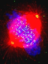 Chromosomes (blue) are shown being pulled apart by microtubules (red). The two yellow spots are the organizing centers required for assembling microtubules. MIT researchers recently pinpointed two proteins that are key to normal cell division.