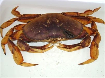 This Dungeness crab, a West Coast species, was caught by Captain Lou Williams of the Orin C two miles east of Thatcher Island, Massachusetts, on July 19. It's about 18 cm wide.