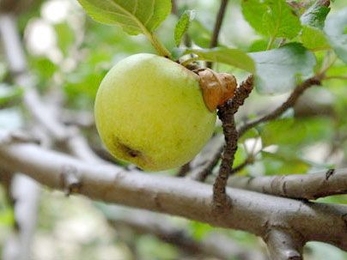 The descendant of Isaac Newton's tree continues to produce apples.