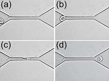 An experimental in vitro demonstration of the "fluidization" of a healthy human red blood cell through a microfliuidic channel at room temperature. The series of images shows how the shape of a red blood cell changes as it is squeezed through a 4 micron by 4 micron channel.