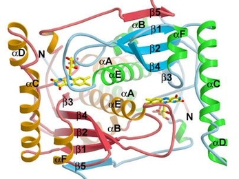 This is a ribbon diagram of the enzyme BluB, which MIT researchers have shown catalyzes the formation of DMB, a fragment of vitamin B12. The stick drawings (in yellow, red and blue) represent cofactors that the enzyme cannibalizes to form DMB.