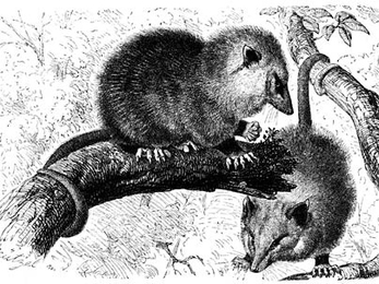Scientists at the Broad Institute, in completing the genome sequence of the opossum, have found that so-called junk DNA may play a creative role in evolution.