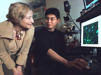 Martha Constantine-Paton, an MIT professor of biology and principle investigator in the McGovern Institute for Brain Research at MIT, and research scientist Akira Yoshii have discovered a new molecular pathway that helps solve the puzzle of how neurons form synapses.