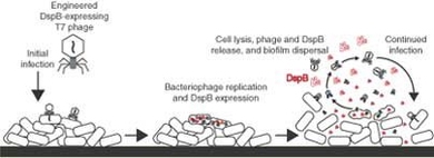 This diagram shows how an engineered virus,T7, destroys a biofilm composed of E. coli bacteria.