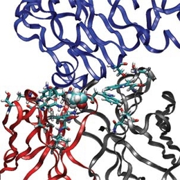 In this image, a fragment of the antibody Erbitux (cetuximab) binds to its target, a fragment of epidermal growth factor receptor (EGFR). The blue ribbon at the top is the backbone of the EGFR fragment, and the red and gray ribbons at the bottom are the backbone of the antibody fragment. The licorice sticks and the balls in the central portion represent protein side chains making close interaction...