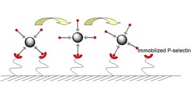 Microspheres coated with certain molecules stick to the protein P-selectin on a glass surface and begin to roll across that surface. Microspheres without the coating did not stick and roll