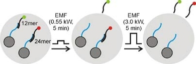 Here, dark gray nanoparticles carry different drug payloads (one red, one green). A remotely generated five-minute pulse of a low-energy electromagnetic field releases the green drug but not the red. A five-minute pulse of a higher-energy electromagnetic field releases the red drug, which had been tethered using a DNA strand twice as long as the green tether, as measured in base pairs.
