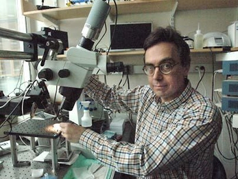 Carlos Lois and colleagues have found that adult stem cells produced in the brain are preprogrammed to make only certain kinds of connections. Lois is an assistant professor of neuroscience in MIT's Picower Institute for Learning and Memory.