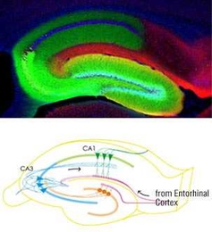The green-stained section of this mouse hippocampus represents where the new DICE-K technique blocked the neural-signal transmission in one of the hippocampal circuits of the brain.