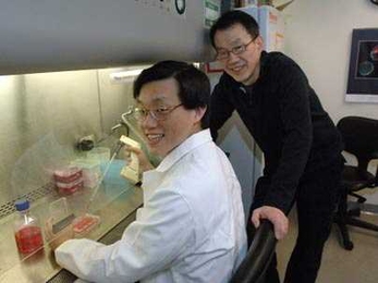 From left, postdoctoral associate Albert Y. Hung and Menicon Professor of Neuroscience Morgan H. Sheng report gene research that may explain the phenomenon of autistic savants.