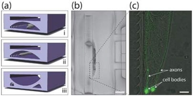 Figure illustrates "lab on a chip" technique developed by MIT researchers to allow immobilization and imaging of a live C. elegans worm: (a-i) worm moves freely in chip's microfluidic channel; (a-ii) partial immobilization of worm; (a-iii) full immobilization; (b) low magnification image of worm immobilized in the device; (c) close-up of immobilized worm showing animal's neurons (fluorescent).