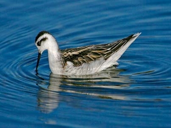 MIT researchers have figured out how the phalarope, a shorebird with a long, narrow beak, transports its food from the tip of its beak to its mouth. Here the bird feeds by pecking at the water surface.