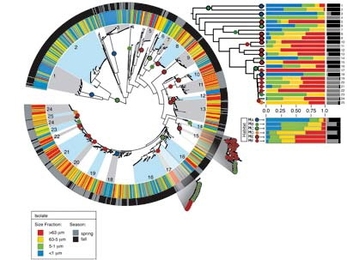Figure shows the likely habitats of vibrio bacteria populations mapped by MIT researchers onto a phylogenetic tree for all strains found in the samples taken from the Atlantic Ocean near Plum Island, Mass. Dot colors indicate the size of the bacteria (the largest attach to zooplankton, next size attaches to large organic particles, then small organic particles, and finally the smallest are free-fl...